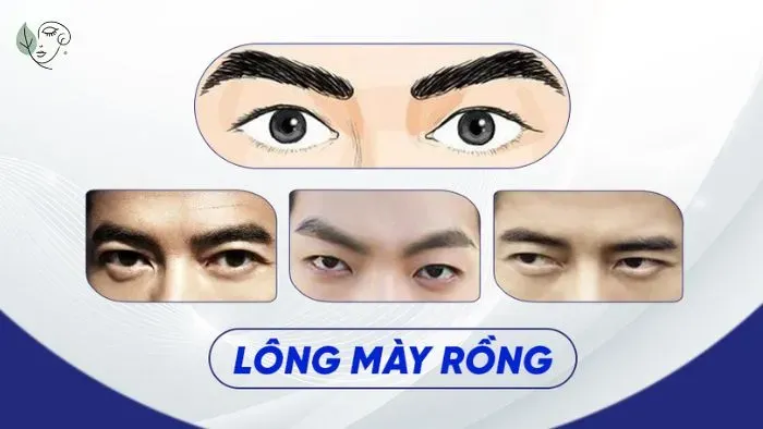 Chân mày rồng là gì? Ý nghĩa và tướng số của chân mày rồng