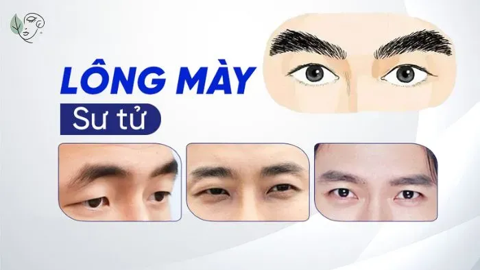 Người có dáng chân mày sư tử là tốt hay xấu?