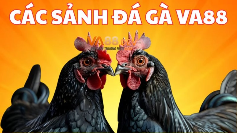 Các sảnh đá gà trực tuyến tại nhà cái uy tín VA88