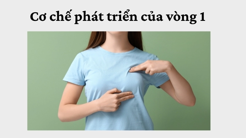 Cơ chế phát triển của vòng 1