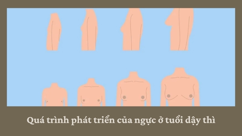 Quá trình phát triển của ngực ở tuổi dậy thì