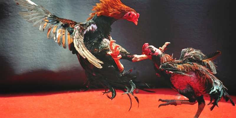 Lợi ích hấp dẫn khi tham gia ALO789