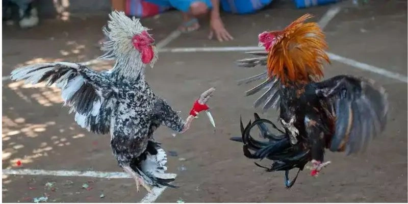 Một số loại cá cược trong đá gà vnq8