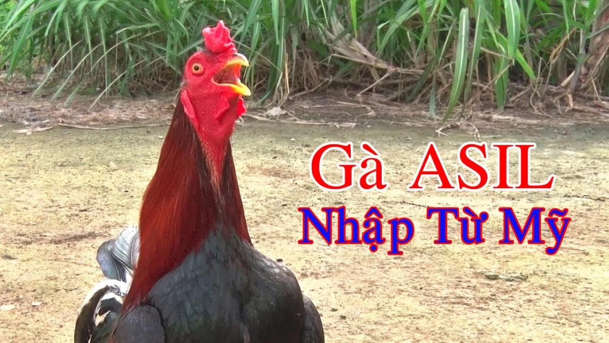 Nguồn gốc của gà Asil Mỹ nhập