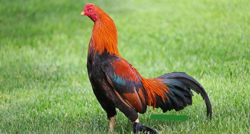 Cách nuôi và chăm sóc gà Asil Mỹ nhập