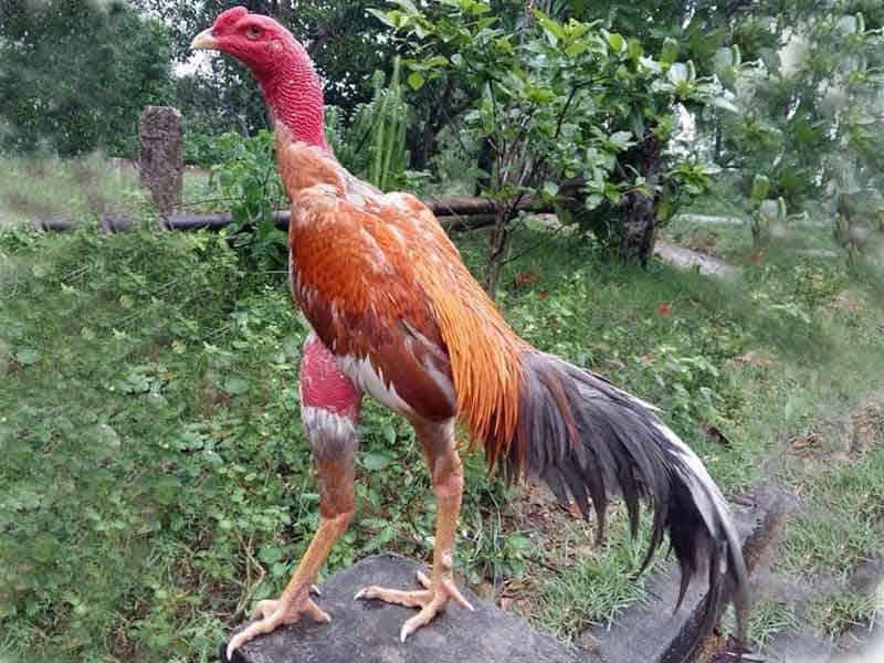 Những Lưu Ý Hay Khi Vỗ Đờm Để Tránh Sai Lầm Phổ Biến 