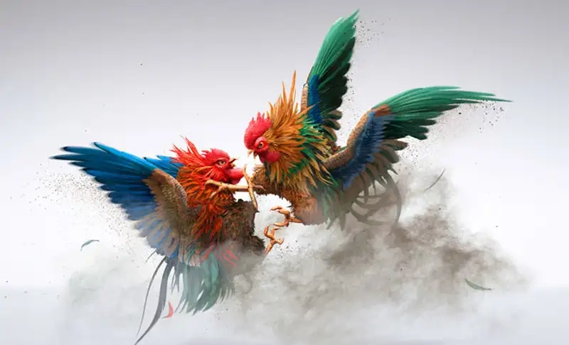 Tối đa hóa lợi nhuận với chiến thuật đá gà cựa dao