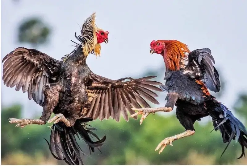 Đá gà cựa dao QQ88 hôm nay ai sẽ thắng