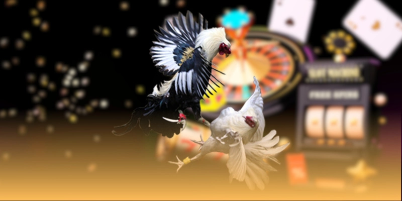 Giới thiệu về đá gà trực tiếp C1 tại FB88 là gì?