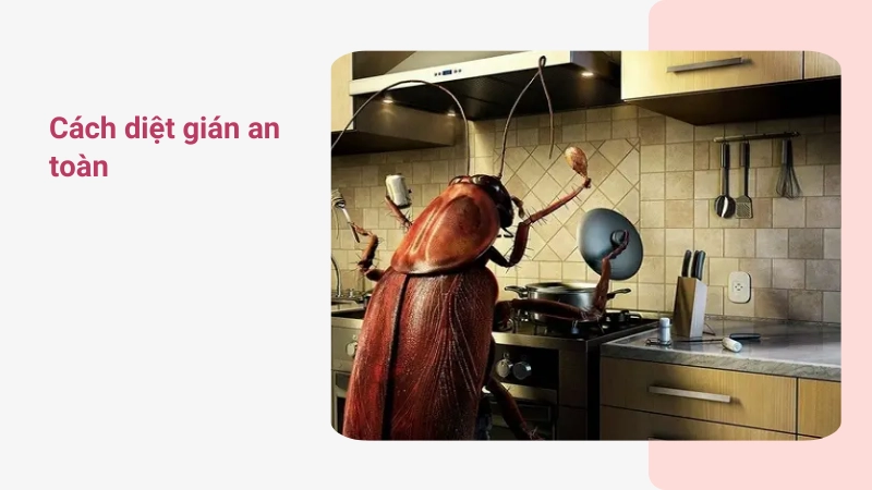Mẹo diệt gián trong nhà bếp an toàn sức khỏe