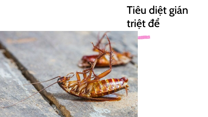 Ngăn chặn gián sinh sôi vĩnh viễn bằng cách này