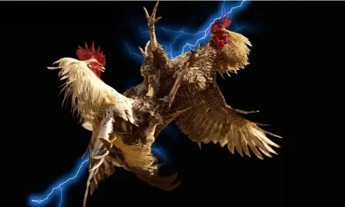 Đá gà Campuchia ALO789 – Trận chiến nghẹt thở từng giây