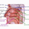 Cấu tạo và chức năng sinh lý của mũi người