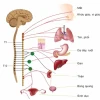 Rối loạn thần kinh giao cảm là gì? Nguyên nhân, triệu chứng và cách điều trị