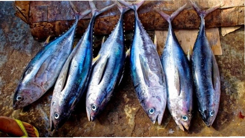 Cá nước lạnh giàu Omega-3 tốt cho sức khỏe mắt