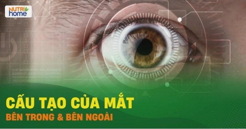 Cấu tạo bên ngoài của mắt người bao gồm lông mày, lông mi và mí mắt
