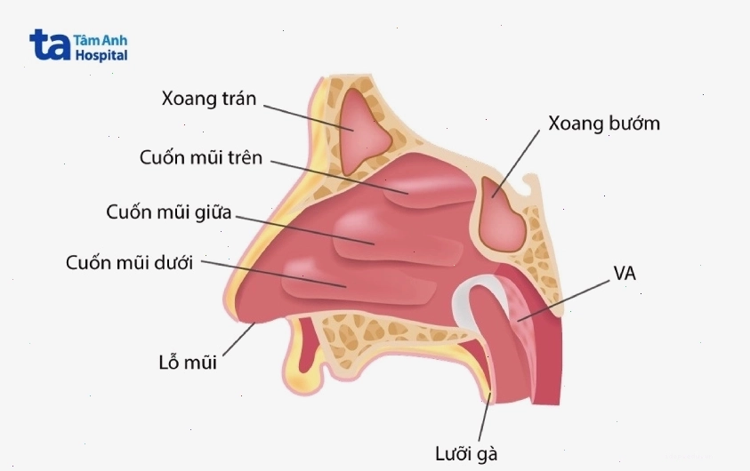 Cấu tạo mũi bị sưng do viêm nhiễm