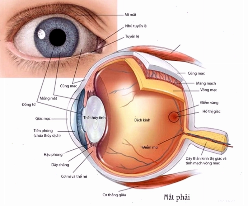 Đau hốc mắt là gì và có nguy hiểm không