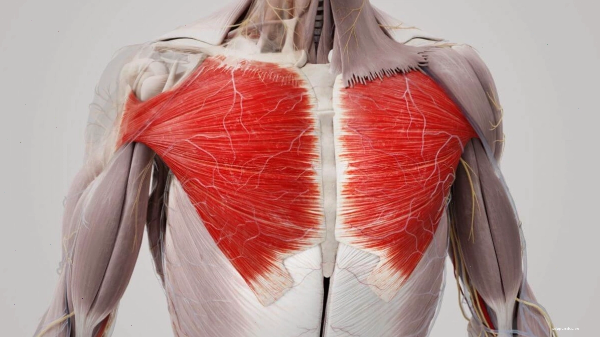 Giải phẫu cơ ngực và sự liên kết với cơ bụng