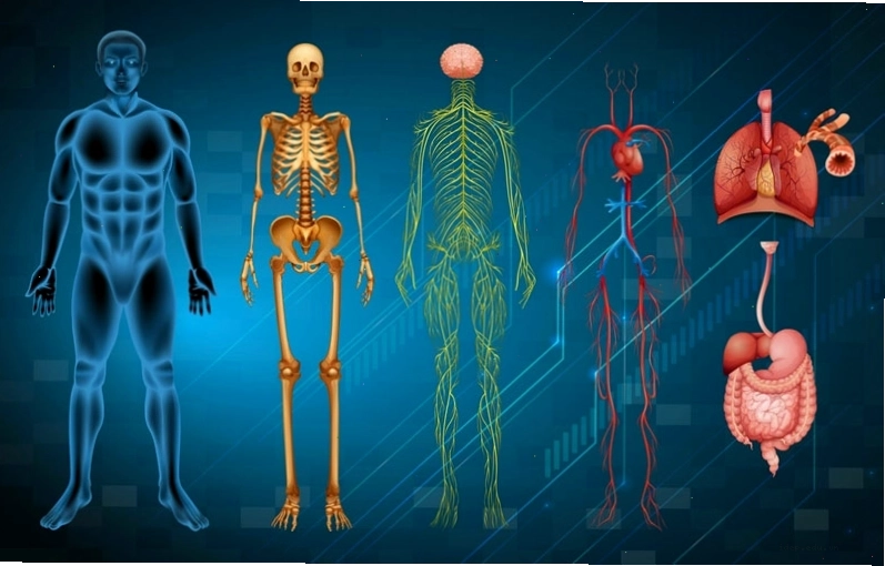 Hệ thần kinh giao cảm là một phần của hệ thần kinh thực vật