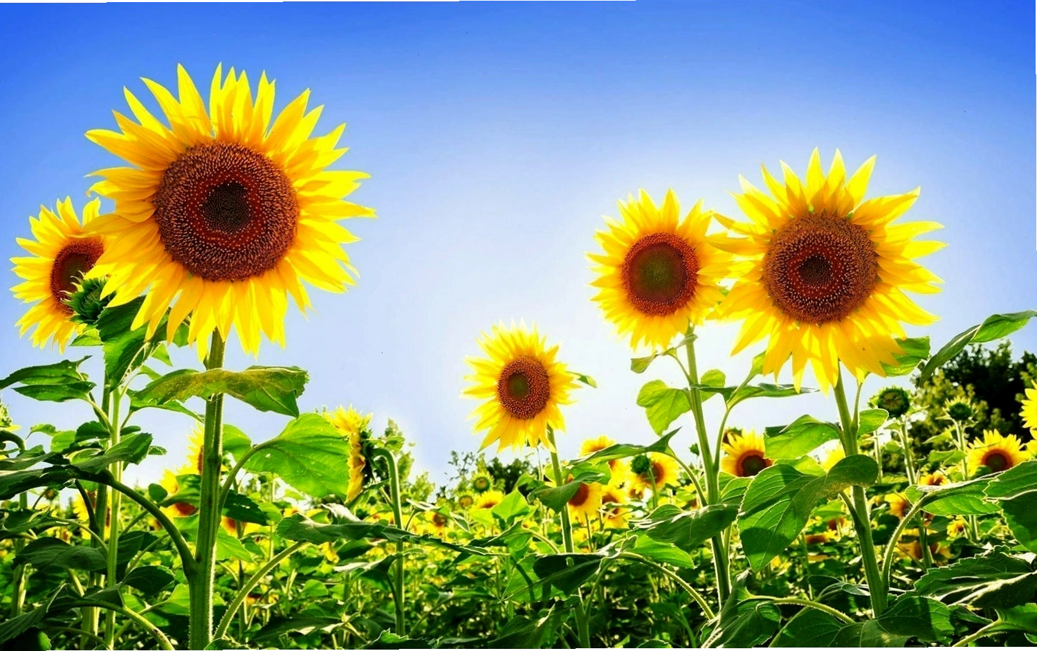 Hình ảnh avatar hoa hướng dương đáng yêu với phong cách vẽ tay