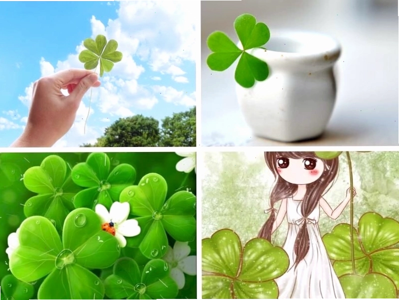Hình ảnh cỏ 4 lá may mắn đẹp mắt và tinh tế
