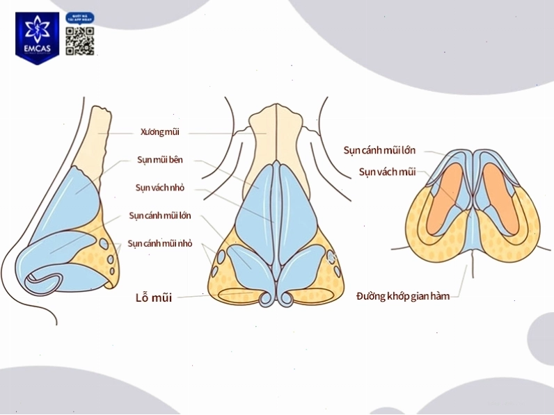 Hình ảnh minh họa cấu tạo mũi người chi tiết với các bộ phận xương, sụn và mô mềm