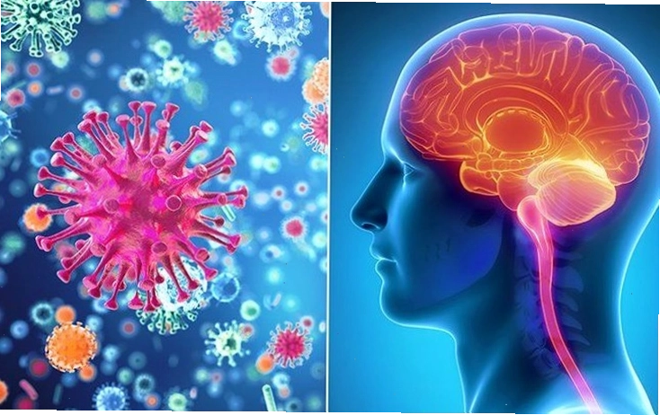 Hình ảnh minh họa virus gây bệnh viêm não Nhật Bản