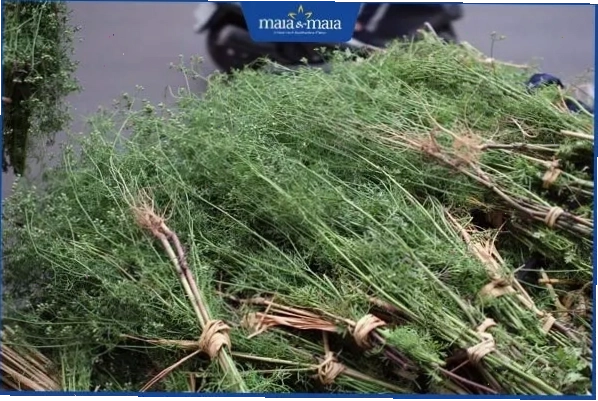 Lá mùi già giúp kháng khuẩn, làm sạch da cho trẻ sơ sinh
