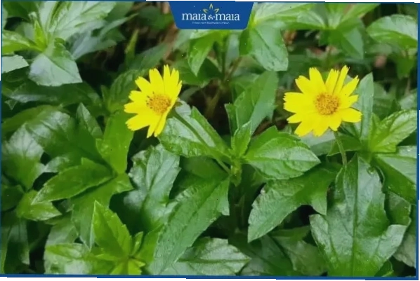 Lá sài đất giúp thanh nhiệt, tiêu độc, giảm sưng cho bé bị mụn sữa