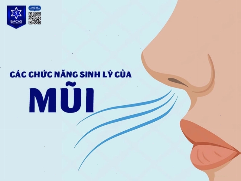 Minh họa các chức năng sinh lý của mũi người như lọc không khí và ngửi mùi