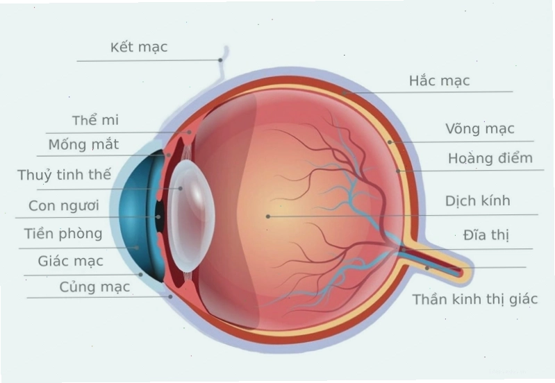 Minh họa cấu tạo phức tạp của mắt người