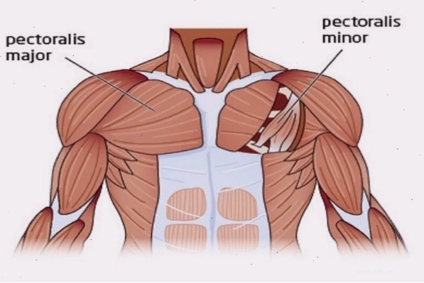 Minh họa giải phẫu cơ ngực lớn với ba bó sợi xương đòn, ức sườn và bụng