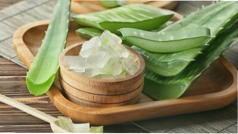 Nha đam giúp khắc phục tình trạng tóc bò liếm bằng cách kích thích tóc mọc dày hơn