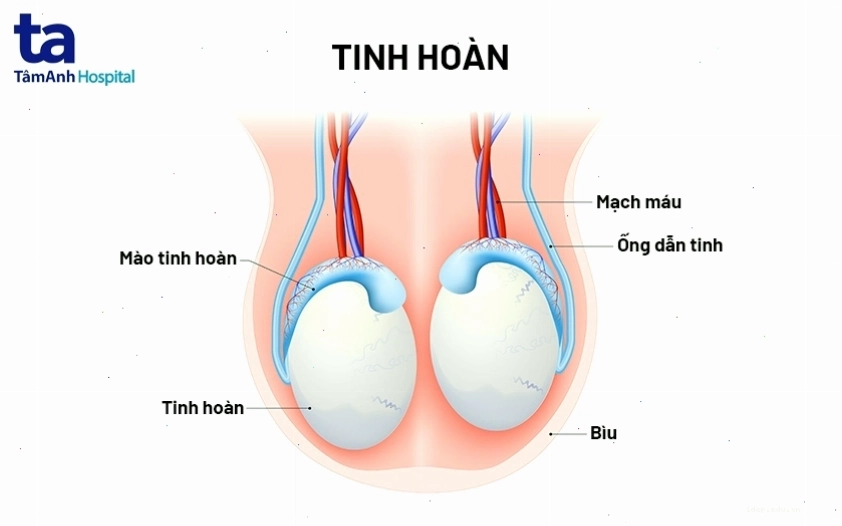 Sơ đồ cấu tạo chi tiết của tinh hoàn nam giới