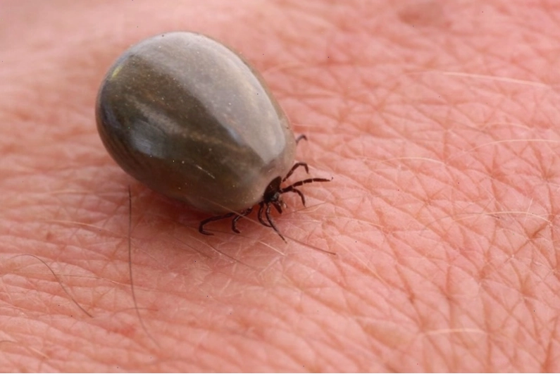 Ve hút máu ký sinh vi khuẩn gây bệnh Lyme