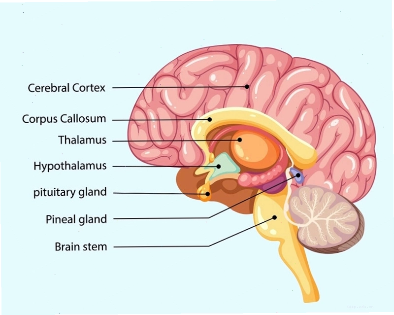 Vùng trung tâm cao của hệ thần kinh giao cảm nằm sau khu vực dưới đồi