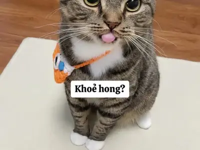 Những meme mèo bựa nhất mọi thời đại khiến dân mạng phát sốt