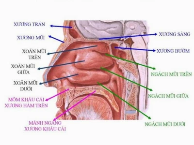Cấu tạo và chức năng sinh lý của mũi người
