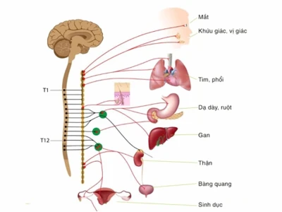 Rối loạn thần kinh giao cảm là gì? Nguyên nhân, triệu chứng và cách điều trị